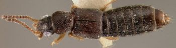 Media type: image;   Entomology 27482 Aspect: habitus dorsal view